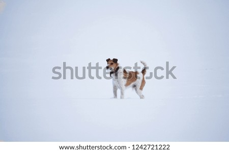 Cute fox terrier playing in the snow