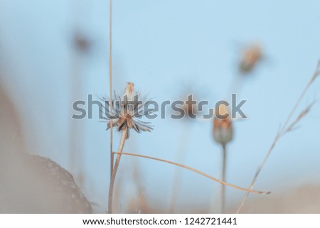 Closeup of dandelion in between grass