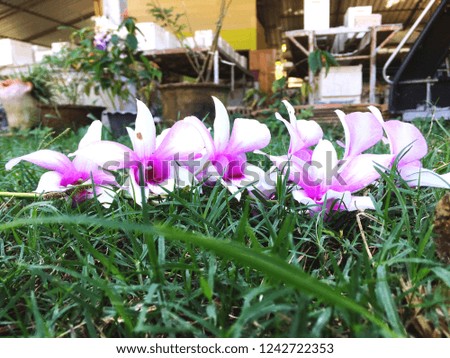 Orchid on green grass