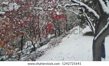 snow on ground and tree branches in winter snowfall season in month of december and januray