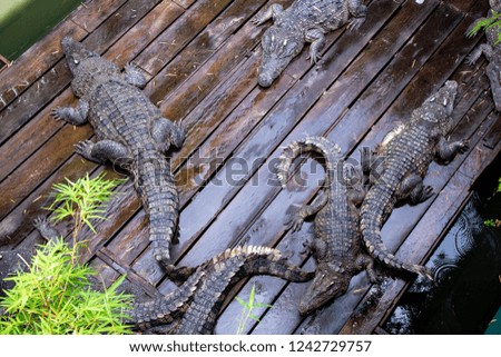 Crocodile farm at Great Lake Tonle Sap lake in Siem Reap, Cambodia