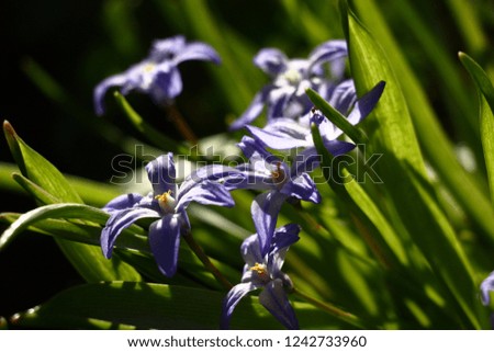 Among long green leaves of a chionodoxa there are violet flowers. Their petals shine in beams of the morning sun.