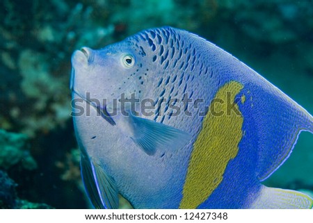 Red Sea Angelfish (Pomacanthus maculosus)