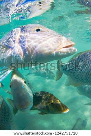 School of large colorful fish in clear water at very close proximity to the camera looking into the lens. Fish are spangled emperor and have very expressive looking faces