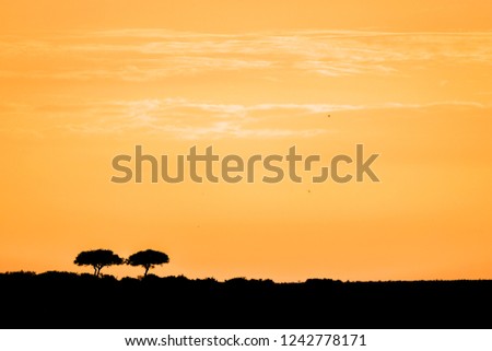 Beautiful Golden Hour Sky at Maasai Mara National Reserve, Kenya. 
