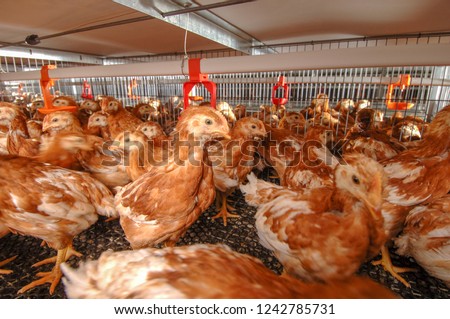 Little Brown Layer Chicken in cage at Poultry farm business