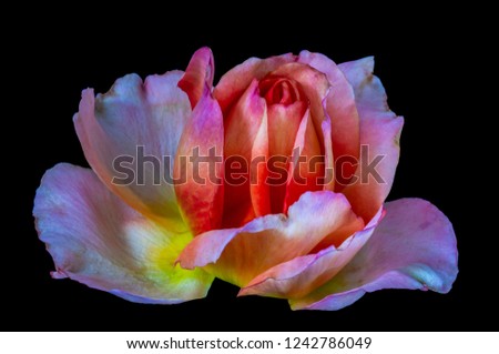 Colorful fine art still life bright floral macro flower portrait image of a single isolated red pink yellow orange rose blossom, black background,detailed texture,vintage painting style 