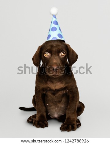 Adorable Labrador Retriever puppy wearing a party hat