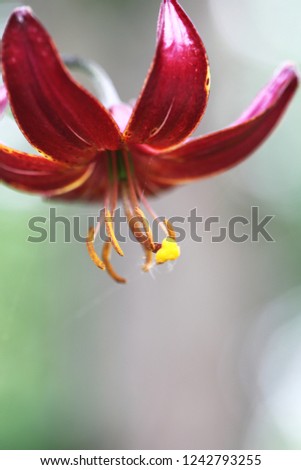 a picture of beautiful, elky lilies