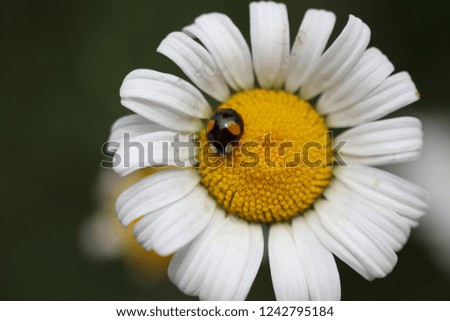 pictures of cute flowers and insects
