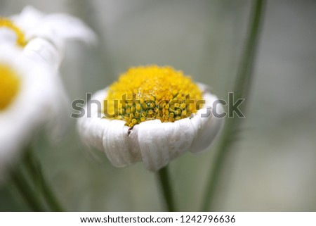 a cute little yellow flower picture