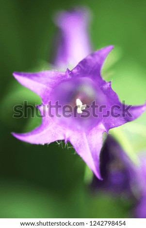 Beautiful purple flower picture