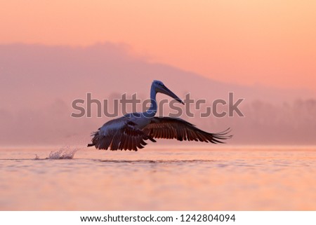 Bird takeoff with morning sunrise. Dalmatian pelican, Pelecanus crispus, in Lake Kerkini, Greece. Pelican with open wings. Wildlife scene from European nature. Bird start in orange pink sky.
