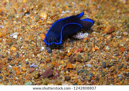 Blue and black nudibranch (philinopsis gardineri) on the sandy seabed. Underwater photography from scuba diving with marine animal. Aquatic tropical slug on the sand. Underwater macro picture.