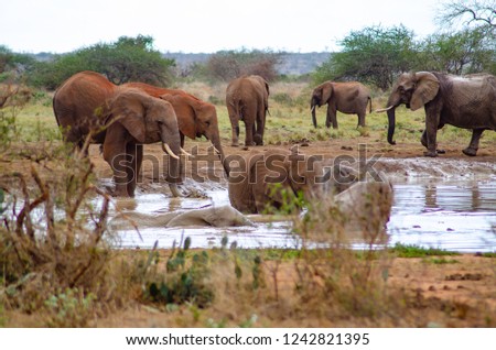 elephants at mud hole in tsavo east