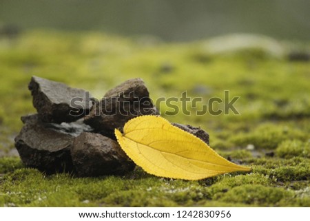 yellow leaf on stone photography