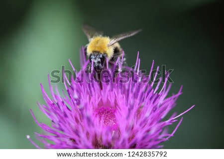 cute and beautiful Cirsium picture background