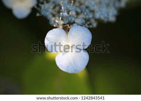 The background of the beautiful, cute picture of Hydrangea serrata.
