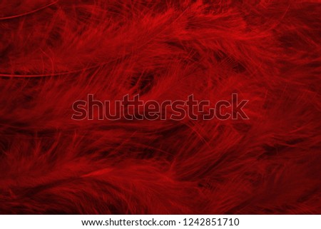 Beautiful dark red feathers texture background.
