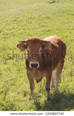 picture of a cow standing in a field