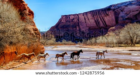 Free range horses, Canyon de Chelly National Monument, Navajo Land
 Royalty-Free Stock Photo #1242875956