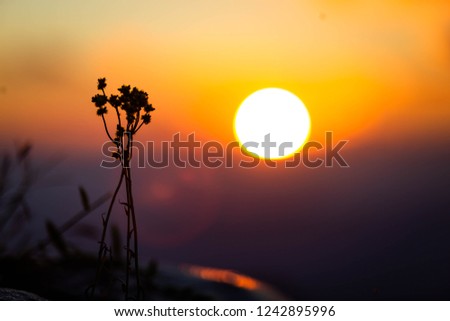 Morning or evening sky with flowering grass background.