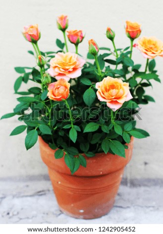 rose in a pot 