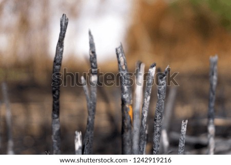 Burnt trees and grass after a forest fire