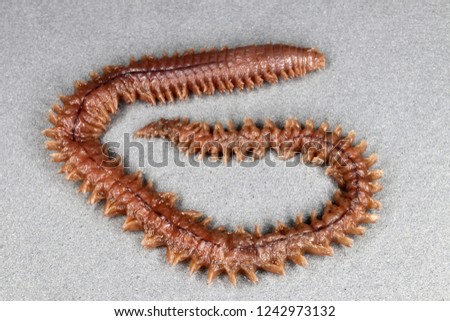 Clam worm (Nereis sp.) (dorsal view) 