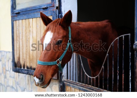 HQ Horse photos