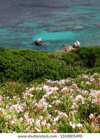 Rocky coast with yellow flowers and dark blue sea,