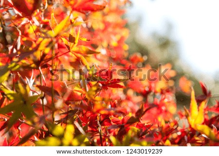 Selective Focus of Maple leaf red in autumn season time on blurred nature background