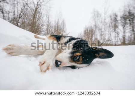 Beautiful black and white dog lying on its side on snowy trail in field. Dog lifestyle outdoors. Happy pet game outside in winter