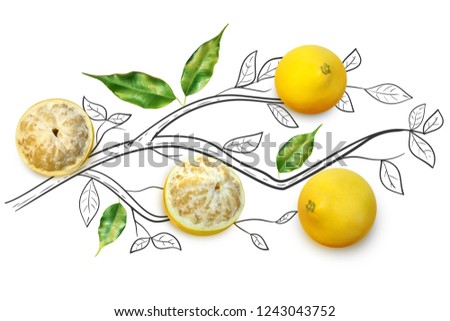 Fruit composition with fresh pomelo and cartoon cute doodle drawing elements on isolated white background. Creative minimalistic food concept. Royalty-Free Stock Photo #1243043752