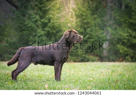 Beautiful young labrador retriever dog posing in autumn leaves. Royalty-Free Stock Photo #1243044061