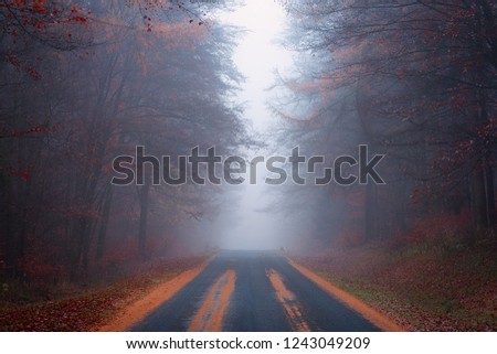 Autumn road in a German forest with fog.