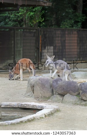 Kangaroos at the zoo