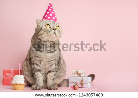 Merry kitty, birthday. Banner, anniversary or holiday