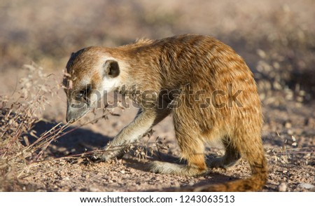 Suricate meerkat ( Suricata suricata) Kgalagadi Transfrontier Park, South Africa