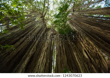 Big green  banyan tree with roots.
