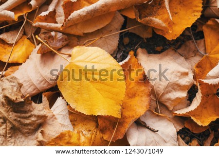 Background of dry wood on the green grass. Background of their old fallen autumn foliage trees. The texture of the fallen yellow autumn leaves. Ready background for your text and design