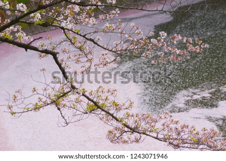 Sakura image of Chidorigafuchi