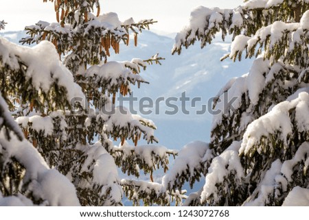 Fir-tree branches with green needles and cones covered with deep fresh clean snow and hoarfrost on blurred blue outdoors copy space background. Merry Christmas and Happy New Year greeting card.