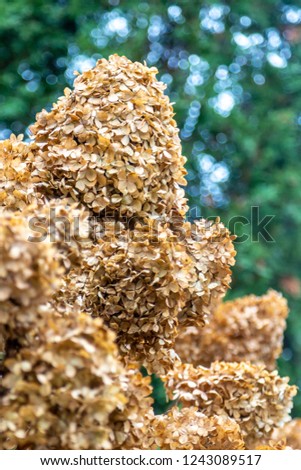 this hydrangea bush is gorgeous as it has dried blooms on the stem