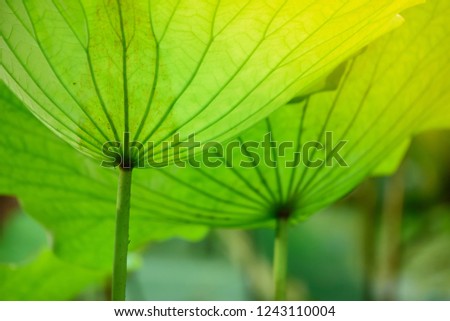 Closeup image background of a lotus leaf pattern.