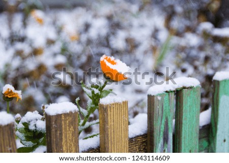 
Calendula flower under the snow near the fence