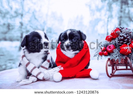 funny welsh corgi pembroke puppies dogs in santa clothes and New Year sled with gifts, Merry Christmas dog