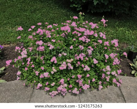 Pink flowering shrub in full bloom (Little Princess Spiraea) Royalty-Free Stock Photo #1243175263