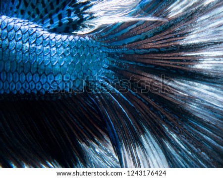 Tail of the fighting fish is blue and white.