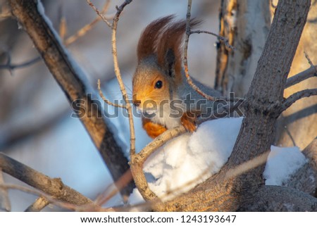 squirrel in winter in a forest park
